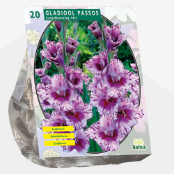 Gladiolus Passos, Miekkalilja, 20 kpl ALE - 20%!