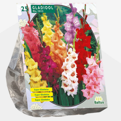 Gladiolus  Mix, Miekkalilja värisekoitus 25 kpl VIIKON SUPERTARJOUS! 24.04 - 01.05
