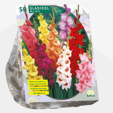 Gladiolus Mixed per 50