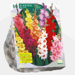 Gladiolus Mix, Miekkalilja, värisekoitus 50 kpl 