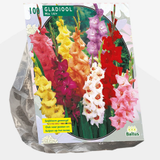 Gladiolus Mixed per 100
