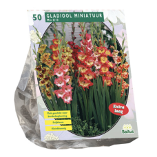 Gladiolus Miniature Mixed per 50