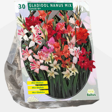 Gladiolus Nanus per 30