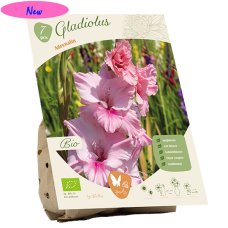 Bio - Gladiolus Adrenalin,  Miekkalilja, 7 kpl NEW!