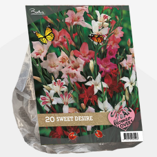 Gladiolus. Urban Flowers - Sweet Desire per 20