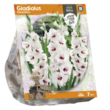 Gladiolus Fiorentina, Miekkalilja, 7 kpl 