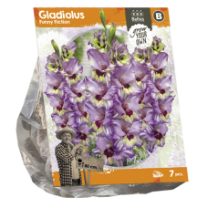 Gladiolus Funny Fiction, Miekkalilja, 7 kpl ALE - 50%!