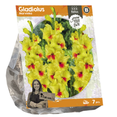 Gladiolus Marvinka, Miekkalilja, 7 kpl  