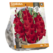 Gladiolus Oscar, 7 pcs SALE - 80%!