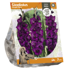 Gladiolus Purple Flora, Miekkalilja, 7 kpl TUOTE ON LOPPUUNMYYTY! ALE - 50%!