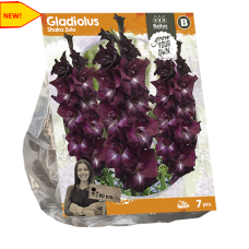 Gladiolus Shaka Zulu, Miekkalilja, 7 kpl. NEW! ALE - 50%!