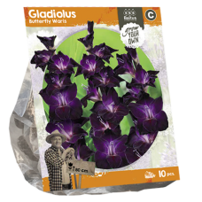 Gladiolus Butterfly Waris, Miekkalilja, 10 kpl TUOTE ON LOPPUUNMYYTY!