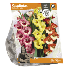 Gladiolus Butterfly Mix, Miekkalilja, 10 kpl TUOTE ON LOPPUUNMYYTY!