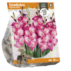 Gladiolus Glamini Vedi, Miekkalilja, 10 kpl VIIKON SUPERTARJOUS! 16.04 - 23.04