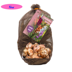 Netlon - Gladiolus, Miekkailijat 'Tutti Frutti', 40 kpl NEW! ALE - 80%!