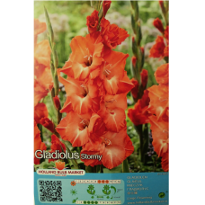 Gladiolus, Miekkalilja Stormy, 1 kpl ALE - 70%!