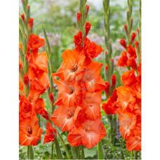 Gladiolus, Miekkalilja Stormy, 1 kpl Gladiolus, Miekkalilja Stormy, 1 kpl