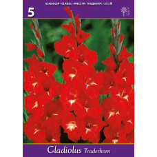 Gladiolus, Miekkalilja, punainen, 1 kpl