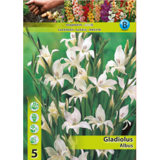 Gladiolus nanus 'Albus', Kääpiömiekkalilja, 1 kpl ALE - 65%!