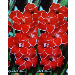 Gladiolus nanus 'Atom', Kääpiömiekkalilja Gladiolus nanus 'Atom', Kääpiömiekkalilja