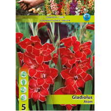 Gladiolus nanus 'Atom', Kääpiömiekkalilja ALE - 65%!