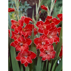 Gladiolus nanus 'Atom', Kääpiömiekkalilja