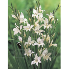 Gladiolus nanus 'Albus', Kääpiömiekkalilja, 1 kpl