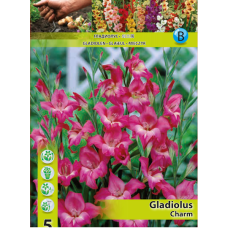 Gladiolus nanus 'Charm', Kääpiömiekkalilja ALE -65%!