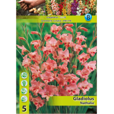 Gladiolus nanus 'Nathalie', Kääpiömiekkalilja, 1 kpl ALE - 70%!