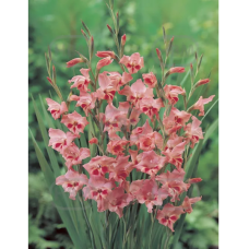 Gladiolus nanus 'Nathalie', Kääpiömiekkalilja, 1 kpl