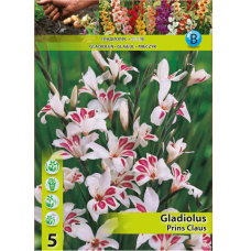 Gladiolus nanus 'Prins Claus', Kääpiömiekkalilja, 1 kpl ALE - 70%!