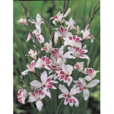 Gladiolus nanus 'Prins Claus', Kääpiömiekkalilja, 1 kpl