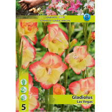 Gladiolus primulinus 'Las Vegas', Kääpiömiekkalilja, 1 kpl ALE - 70%!