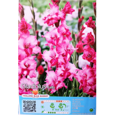 Gladiolus Gladdies, Miekkalilja vaaleanpunainen, 1 kpl ALE - 70%!