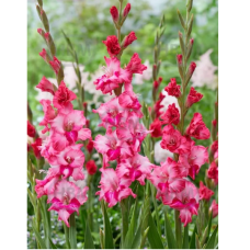 Gladiolus Gladdies, Miekkalilja vaaleanpunainen, 1 kpl