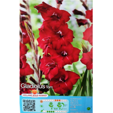 Gladiolus Gladdies, Miekkalilja punainen, 1 kpl ALE - 70%!