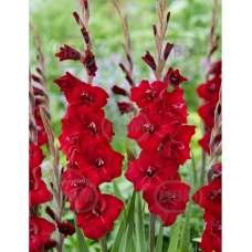 Gladiolus Gladdies, Miekkalilja punainen, 1 kpl Gladiolus Gladdies, Miekkalilja punainen, 1 kpl