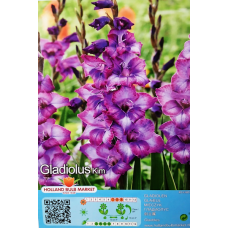 Gladiolus Gladdies, Miekkalilja violetti, 1 kpl ALE -70%!