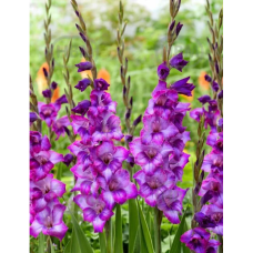 Gladiolus Gladdies, Miekkalilja violetti, 1 kpl Gladiolus Gladdies, Miekkalilja violetti, 1 kpl