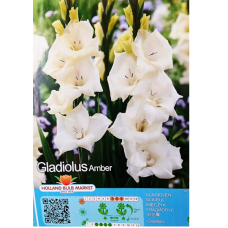 Gladiolus Gladdies, Miekkalilja valkoinen, 1 kpl ALE - 70%!