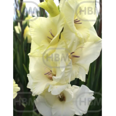 Gladiolus Gladdies, Miekkalilja valkoinen, 1 kpl Gladiolus Gladdies, Miekkalilja valkoinen, 1 kpl