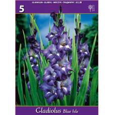 Gladiolus, Miekkalilja blue, sininen, 1 kpl