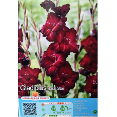 Gladiolus, Miekkalilja black, 1 kpl