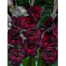 Gladiolus, Miekkalilja black, 1 kpl