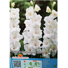 Gladiolus, Miekkalilja White, valkoinen, 1 kpl