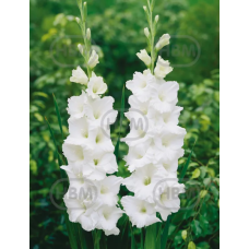 Gladiolus, Miekkalilja White, valkoinen, 1 kpl Gladiolus, Miekkalilja White, valkoinen, 1 kpl
