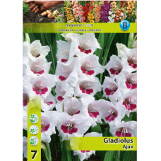Gladiolus, Miekkalilja valkoinen/punainen, 1 kpl ALE - 70%!