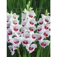 Gladiolus, Miekkalilja valkoinen/punainen, 1 kpl