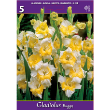 Gladiolus, Miekkalilja valkoinen/keltainen, 1 kpl
