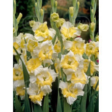 Gladiolus, Miekkalilja valkoinen/keltainen, 1 kpl Gladiolus, Miekkalilja valkoinen/keltainen, 1 kpl